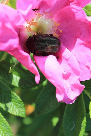 Flower of a dogrose with the bug, a eating nectar, in a summer sunny dayの写真素材