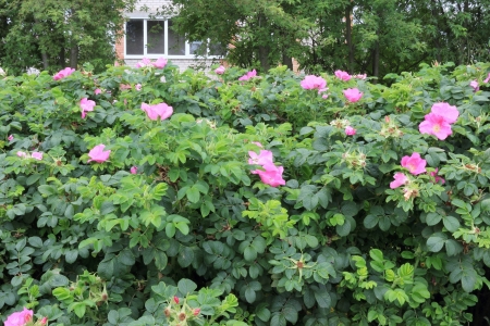 Blossoming dogrose  On a background are visible a row of trees and a double-glazed windowの写真素材