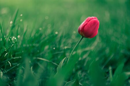 macro photo of a flower, greens, bloom, without peopleの写真素材