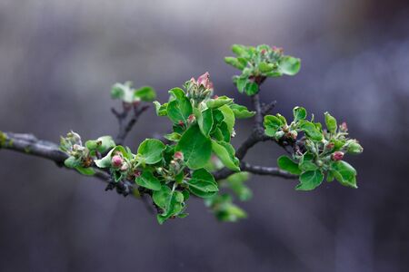 macro photo of a flower, greens, bloom, without people