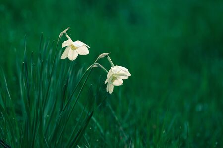 macro photo of a flower, greens, bloom, without peopleの写真素材