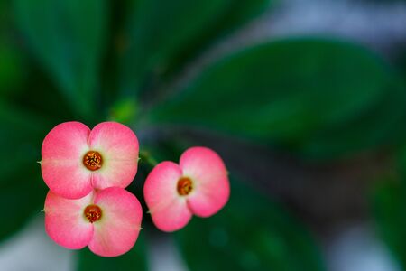 bright flowersの写真素材