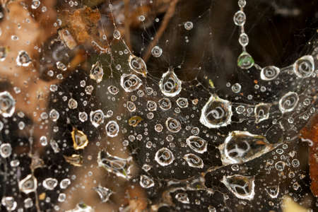 The spider web with dew drops of waterの写真素材