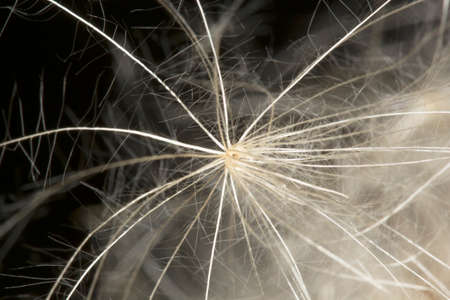 Background of the seeds of a dandelion closeup