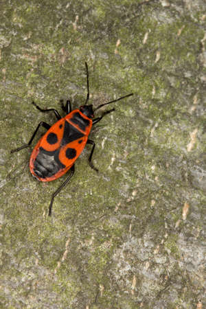 Closeup of firebug Pyrrhocoris Apterus. Macro. Located on sand. Can be used as a whole background.
