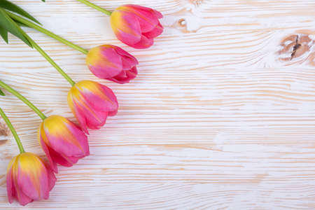beautiful pink tulips on white wooden backgroundの写真素材