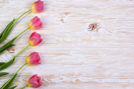 beautiful pink tulips on white wooden backgroundの写真素材