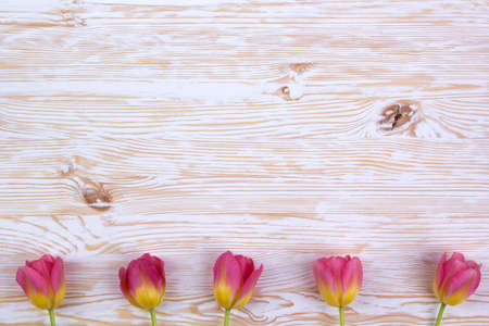 beautiful pink tulips on white wooden backgroundの写真素材