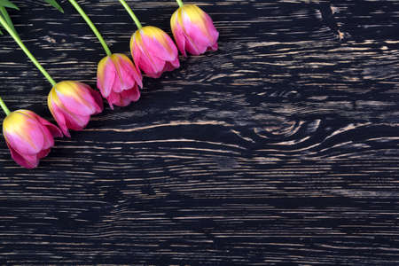 beautiful pink tulips on dark wooden backgroundの写真素材