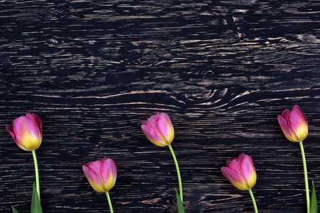 beautiful pink tulips on dark wooden backgroundの写真素材