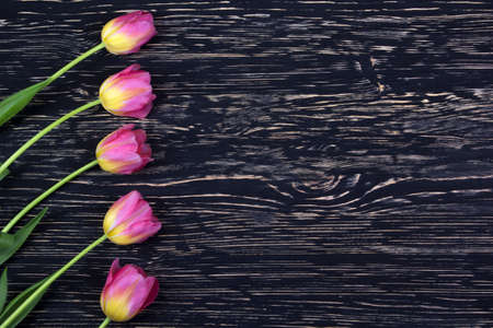 beautiful pink tulips on dark wooden backgroundの写真素材