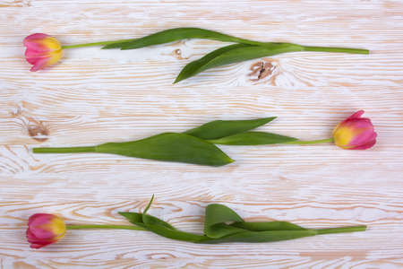 beautiful pink tulips on white wooden backgroundの写真素材