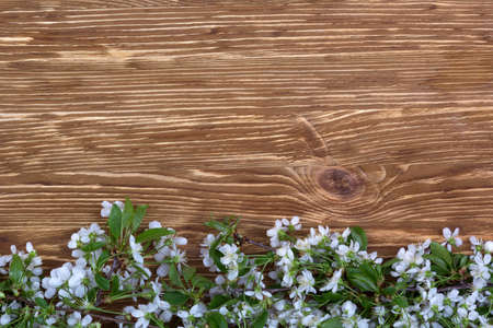 Flowering branch of cherry on the  wooden background.の写真素材