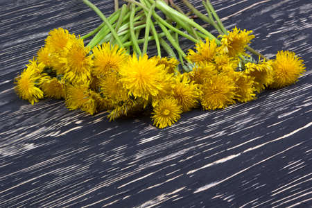 Yellow dandelion flowers on the wooden backgroundの写真素材