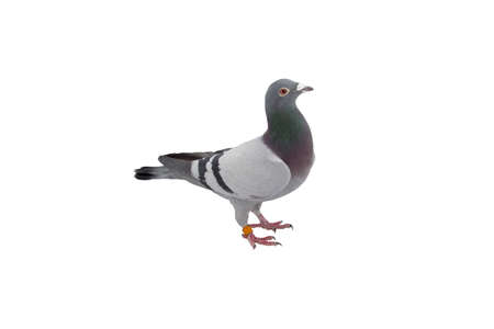 close up of speed racing pigeon bird isolate white backgroundの写真素材