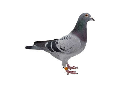 close up of speed racing pigeon bird isolate white backgroundの写真素材