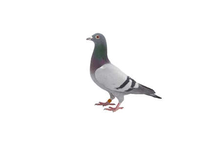 close up of speed racing pigeon bird isolate white backgroundの写真素材