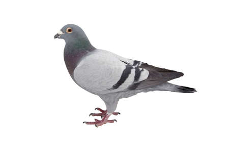 close up of speed racing pigeon bird isolate white backgroundの写真素材