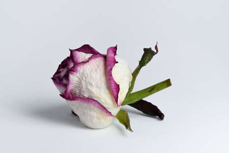 Dried pink rose bud with green leaves on a white backgroundの写真素材
