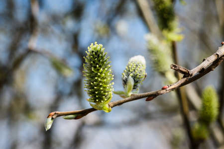 Willow branch with green and fluffy bud in the forest