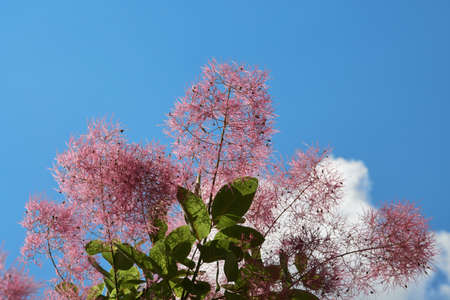 A branch of a bush with pink flowers against the sky. Blue sky and white clouds