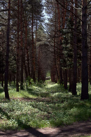 Pine trees stand in rows in a pine forest. Green grass illuminated by the rays of the sun.