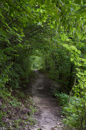 green tunnel with a path in a dark forestの写真素材