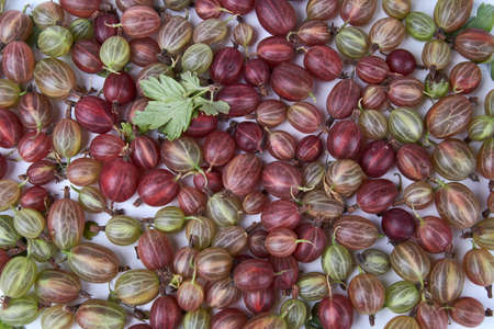 Ripe gooseberries are laid out on the table surface as a background. Gooseberry texture.の写真素材