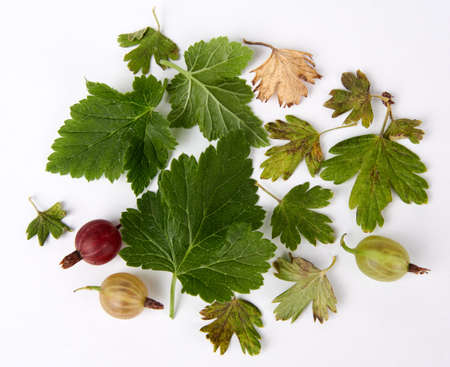 Green and yellow gooseberry leaves on a white background. Three gooseberries of different colors. Pattern of gooseberry leaves and berries on a white backgroundの写真素材