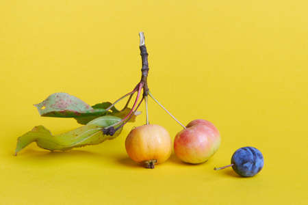 branch of wild apple tree with two small apples and ripe blue plum on yellow backgroundの写真素材