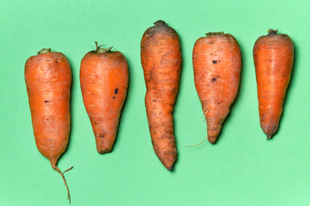 Five large orange carrots, washed and laid out in a row on a green background. Harvest from the garden to the store counterの写真素材