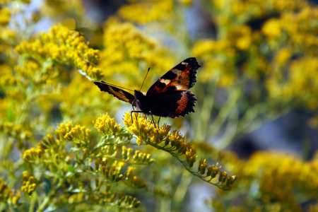 Close-up of an orange butterfly on yellow flower  Shallow depth of field の写真素材