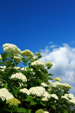 Blooming white Annabelle hydrangea and blue sky with clouds. Selective focus.の写真素材