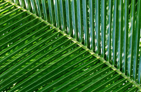 Leaf of a palm tree. A patternの写真素材