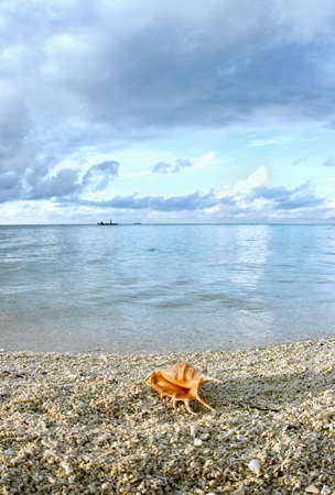 Seascape with cockleshell on the sand