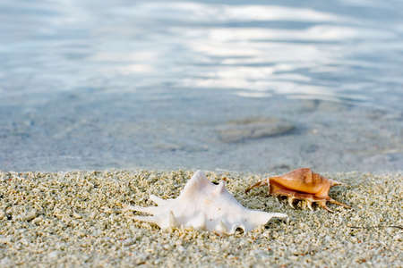 Two cockleshells on the beachの写真素材