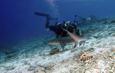 Diver and shark at ocean. Diving.の写真素材