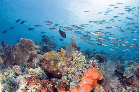 fishes at a coral reef. Sipadan. Indonesia