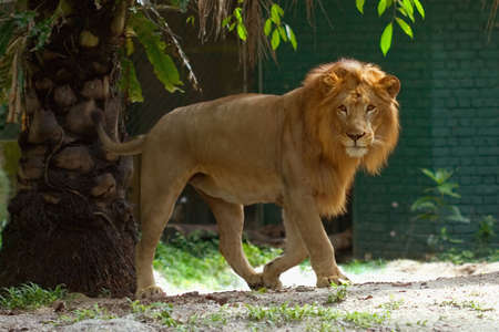 The lion is walking toward meの写真素材