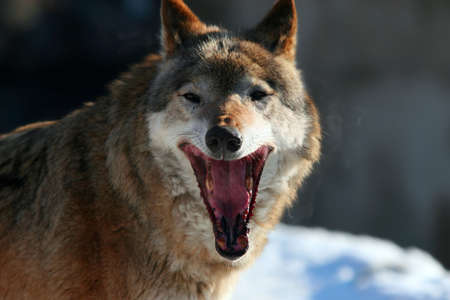 Wolf yawning.