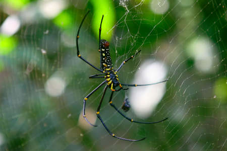 Golden Silk Spider (Nephila Clavipes) hanging on a webの写真素材