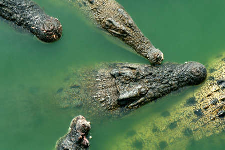 group of crocodilesの写真素材