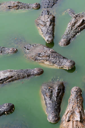 Crocodiles at crocodile farmの写真素材