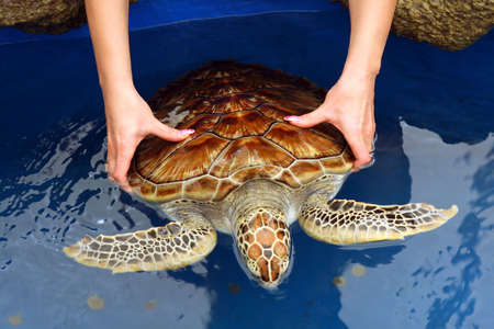 Turtle in the female hands の写真素材