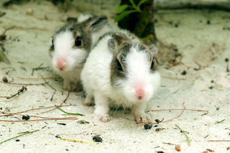Two funny rabbits on the sandの写真素材