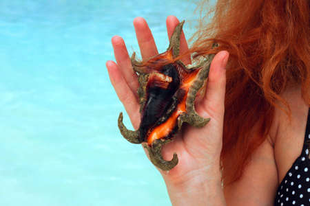 Seashell in womans hand on blue sea background の写真素材