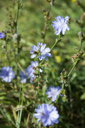 Chicory (Cichorium intybus L) の写真素材