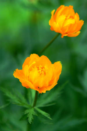 Two globe-flowers on green background