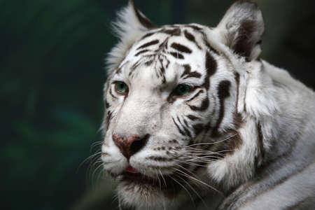 The white bengal tiger looking afar on a dark green background.の写真素材