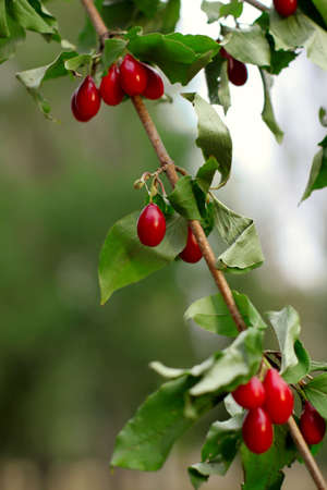 A fresh ripe tasty red cornelian cherriesの写真素材